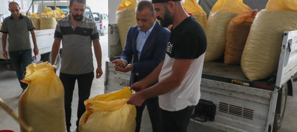 TMO FINDIK ALIMINA BAŞLADI